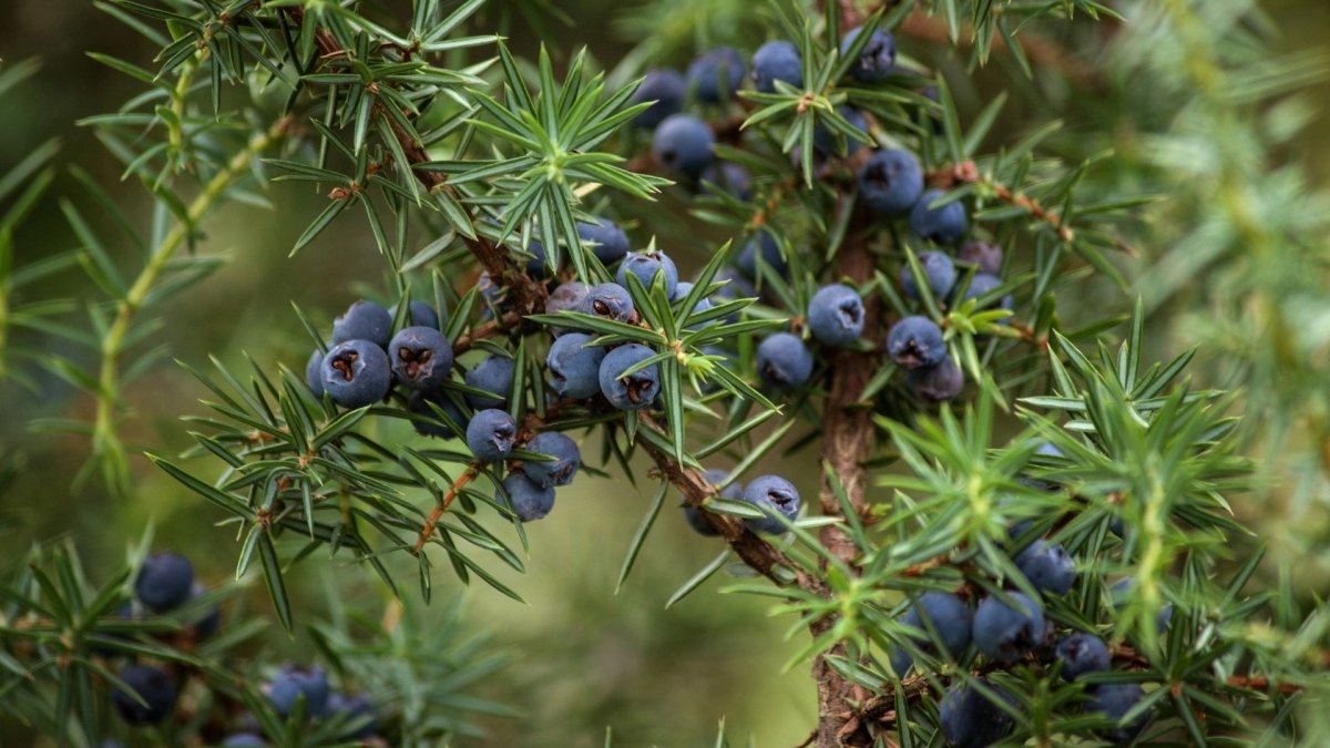 Jeneverbes (Juniper) - MoodCompanyNL