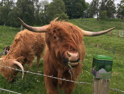 Mood Company - Thee Highland blend - Losse thee - Edinburgh tea and coffee - 5024307002703